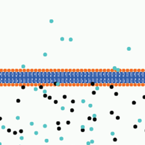 Screenshot of Permeable Membrane Model - Virtual Biology Lab
