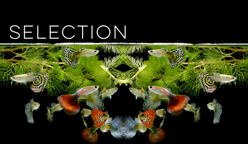 Selection Banner for Evolution Models - Virtual Biology Lab