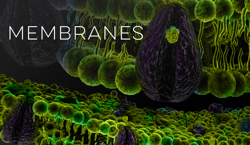 Membranes Banner for Cell Biology Models - Virtual Biology Lab