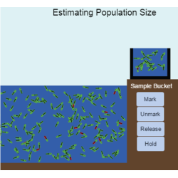 Screenshot of Estimating Population Size Model - Virtual Biology Lab